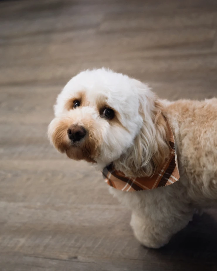 Bourbon the dog